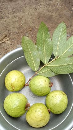 four green fruits in a metal bowl with leaves on the side and dirt ground behind them