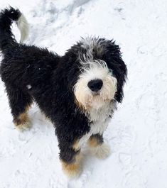 a small black and white dog standing in the snow