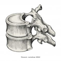 Vertebrae Anatomy, Vertebrae Art, Rib Cage Drawing, Illustration Anatomy, Anatomy Vintage, Bone Drawing, Thoracic Vertebrae, Anatomy Bones, Illustration Clip Art