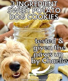 there is a dog sitting in front of a jar of cookies and crackers with the caption, 3 ingredient sweet potato dog cookies tested & given the paws up by charlie