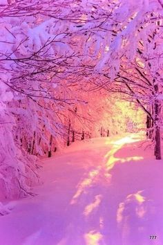 the sun shines brightly through snow covered trees on a snowy path in wintertime