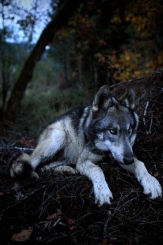 a wolf laying down in the woods at night