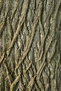 the bark of an old tree with no leaves