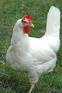 a white chicken standing on top of a lush green field