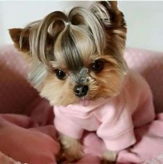 a small dog with long hair sitting on top of a bed covered in pink sheets