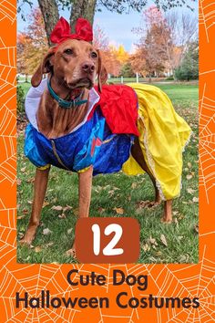 a brown dog wearing a costume with the words 12 cute dog halloween costumes on it