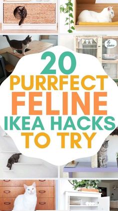 there are many different types of cats in this collage with the words 20 perfect feline ikea hacks to try