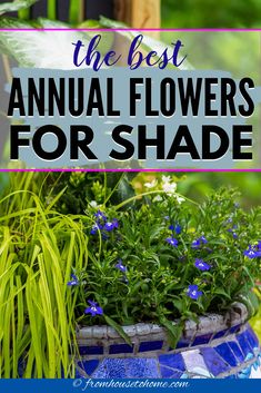 the best annual flowers for shade is in this postcard with text overlay that reads, the best annual flowers for shade