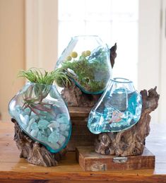 three glass vases filled with rocks and plants