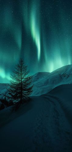 an image of the aurora bore in the sky above a snow covered field with trees