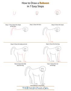 how to draw a baboon in 7 easy steps step by step instructions for kids