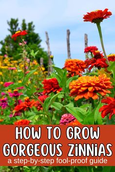 a field full of flowers with the title how to grow gorgeous zinna's