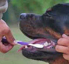 a person brushing their dog's teeth with an electric toothbrush