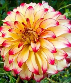 a yellow and red flower with green leaves in the background