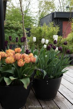 two black pots with orange and white tulips on a wooden table in a garden