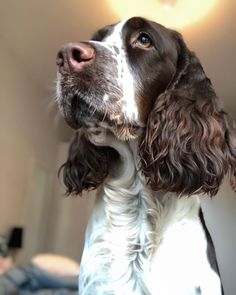 a brown and white dog is looking up