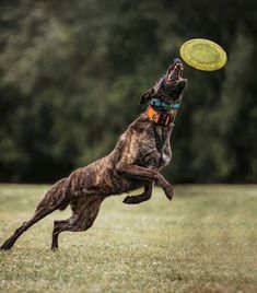 a dog jumping in the air to catch a frisbee with it's mouth