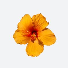 a yellow flower with red stamens on it's petals against a white background