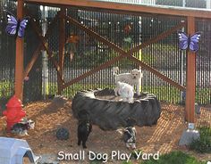 two dogs sitting on top of a cow in a fenced area with other animals