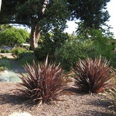 some very pretty plants in a big yard