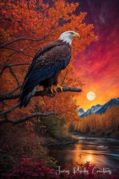 an eagle perched on a tree branch in front of a sunset