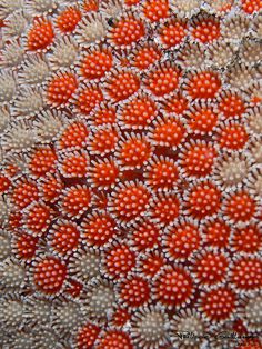 an orange and white coral with small dots on it