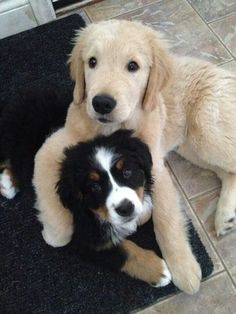 two puppies are laying on the floor next to each other and looking at the camera