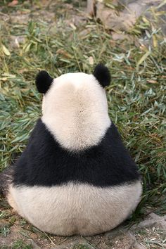 a black and white panda bear sitting in the grass