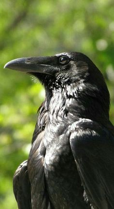 a close up of a black bird with trees in the background