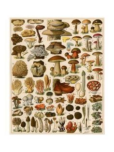 an illustration of different types of mushrooms