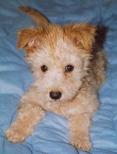 a small brown dog laying on top of a bed