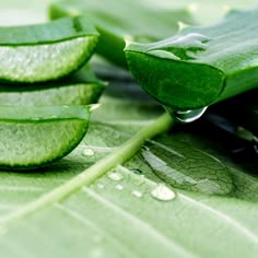 Aloe Vera Astetic, Aloe Vera Gel Aesthetic, Aloe Vera Plant Aesthetic, Aloe Vera Photography, Aloe Aesthetic, Aloe Vera Aesthetic, Aloe Vera Image, Aloe Vera For Sunburn, Logo Backgrounds