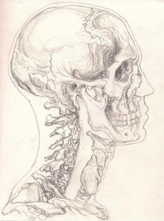 a drawing of a human head and neck with bones in the lower half of it