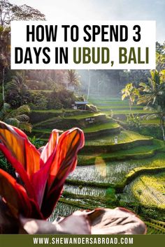 rice terraces in ubud, bali with text overlay reading how to spend 3 days in ubud, bali