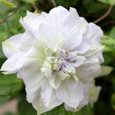 a white flower with green leaves in the background