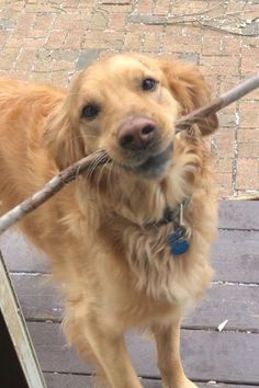 a dog holding a stick in its mouth