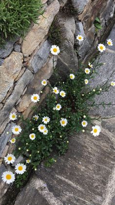 white daisies growing out of the cracks in a stone wall next to some rocks