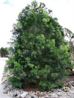 a large green tree sitting on top of a pile of dirt