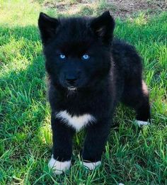 a black puppy with blue eyes standing in the grass