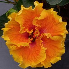 an orange and yellow flower with green leaves