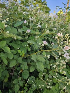 some white flowers and green leaves on a bush