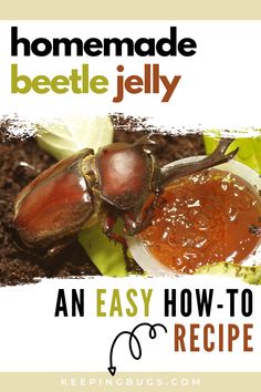 Homemade beetle jelly Bugs As Pets, Food That Looks Like Bugs, Diy Japanese Beetle Trap, Bug Preservation, Beetle Insect, Beetle Bug, Ants, Dog Treats