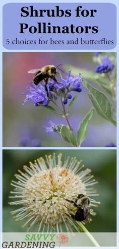 three different pictures with the words, shrubs for pollinations 5 choices for bees and butterflies