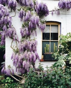 purple flowers are growing on the side of a white building with a window in it