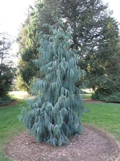 a very pretty blue tree in the middle of some grass