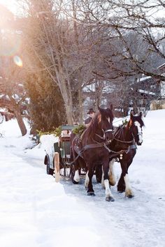 two brown horses pulling a carriage in the snow