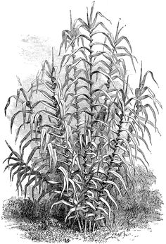 an old black and white photo of a plant with large leaves on the top, vintage line drawing or engraving illustration