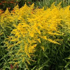 yellow flowers are growing in the garden