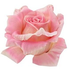 a pink rose is shown on a white background