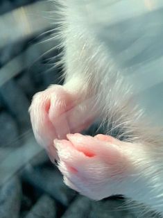 the paw of a white ferret with pink spots on it's tip and tail